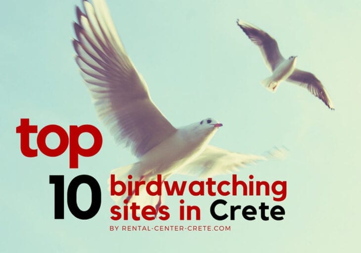 Top 10 birdwatching sites in Crete