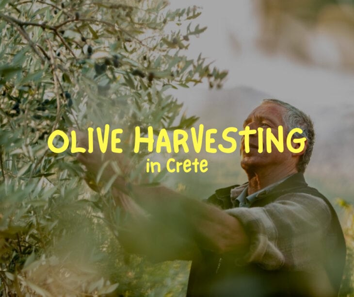 Everything about olive harvesting in Crete