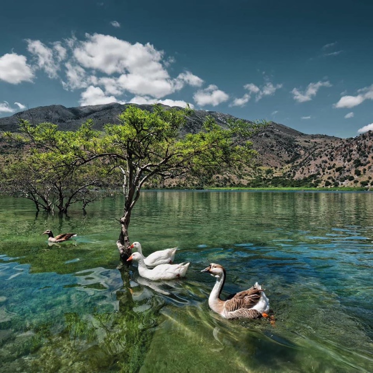 ducks at Lake Kournas