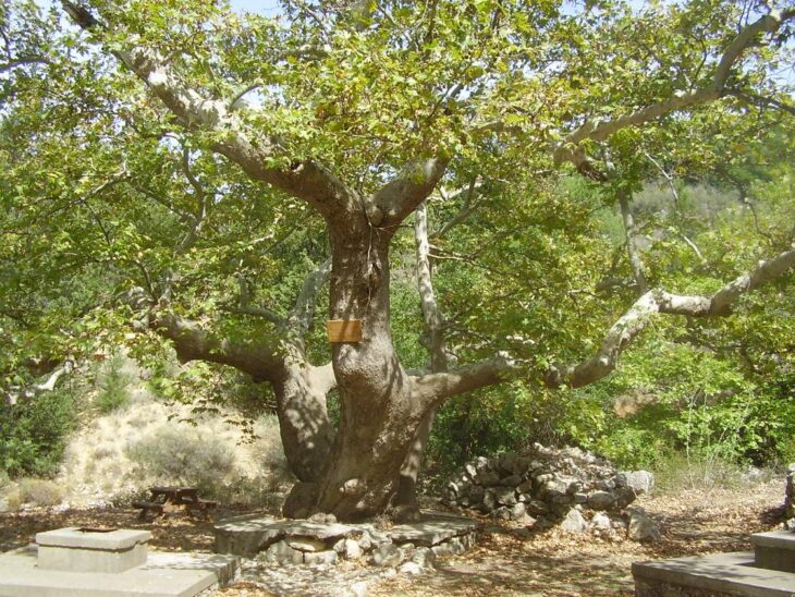 Gavalochori Tree