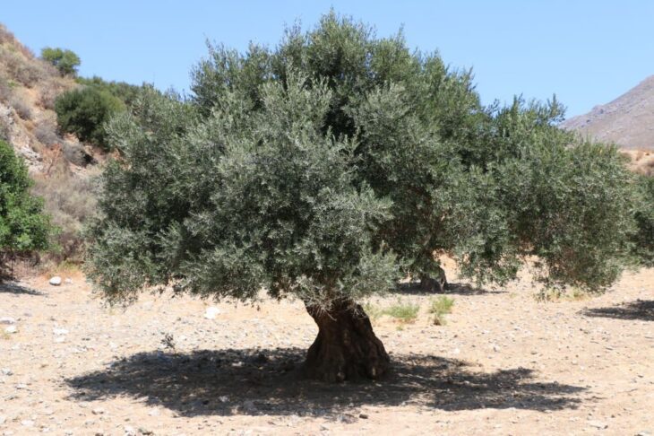 One thousand years old olive tree in Crete