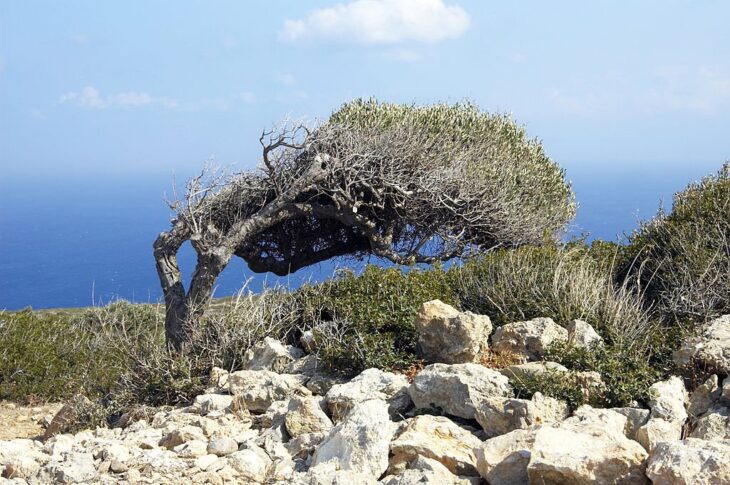 Crooked old olive tree