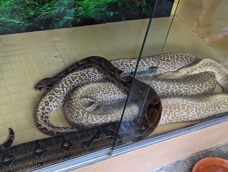 Snakes at Aquaworld Crete