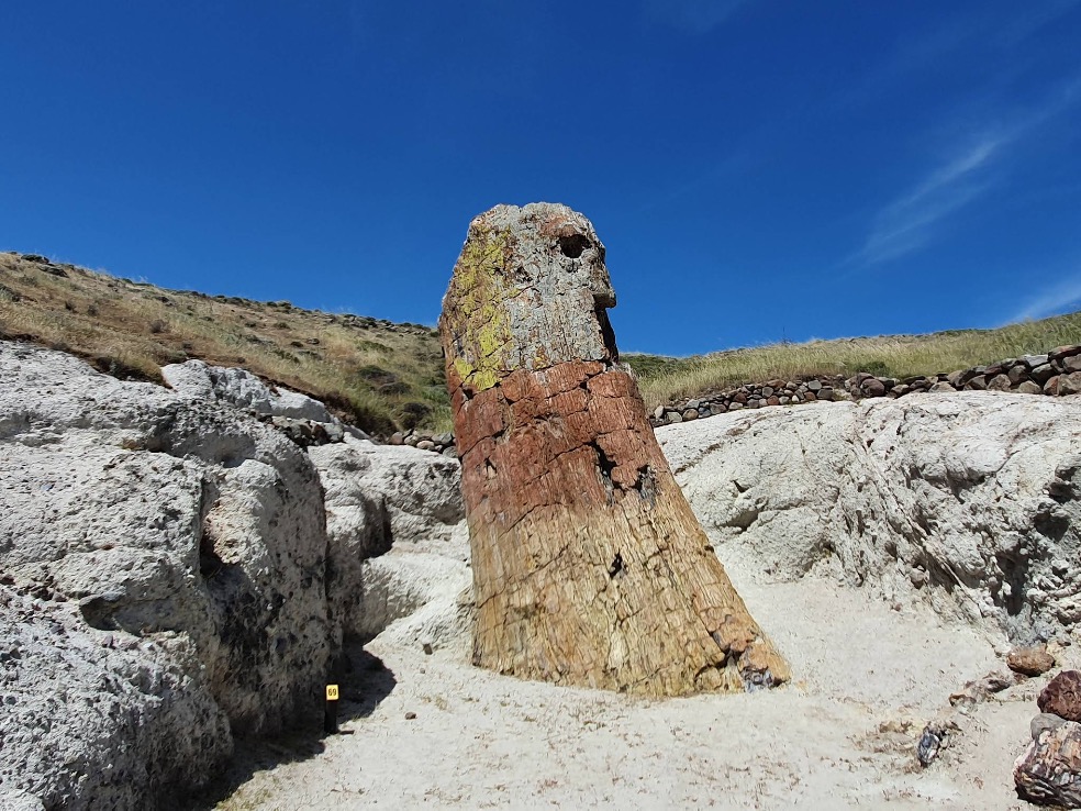 Petrified Forest of Lesvos